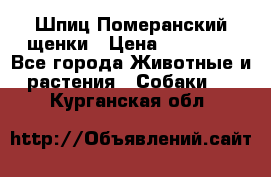 Шпиц Померанский щенки › Цена ­ 25 000 - Все города Животные и растения » Собаки   . Курганская обл.
